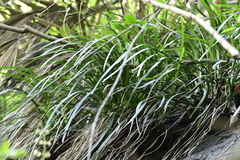 Ophiopogon platyphyllus