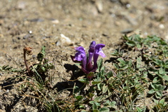 Scutellaria alpina