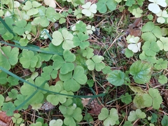 Oxalis acetosella
