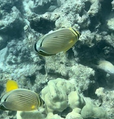 Chaetodon lunulatus