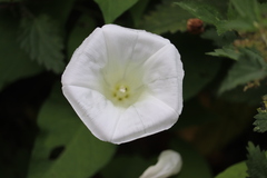 Calystegia silvatica