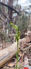 Pterostylis viriosa