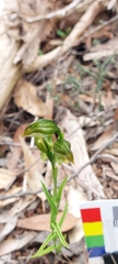 Pterostylis viriosa
