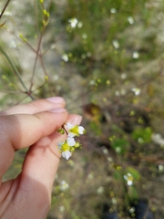 Alisma subcordatum