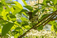 Phylloscopus