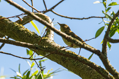 Phylloscopus