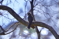 Cacomantis flabelliformis