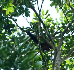 Callosciurus prevostii