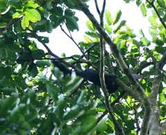 Callosciurus prevostii