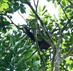 Callosciurus prevostii