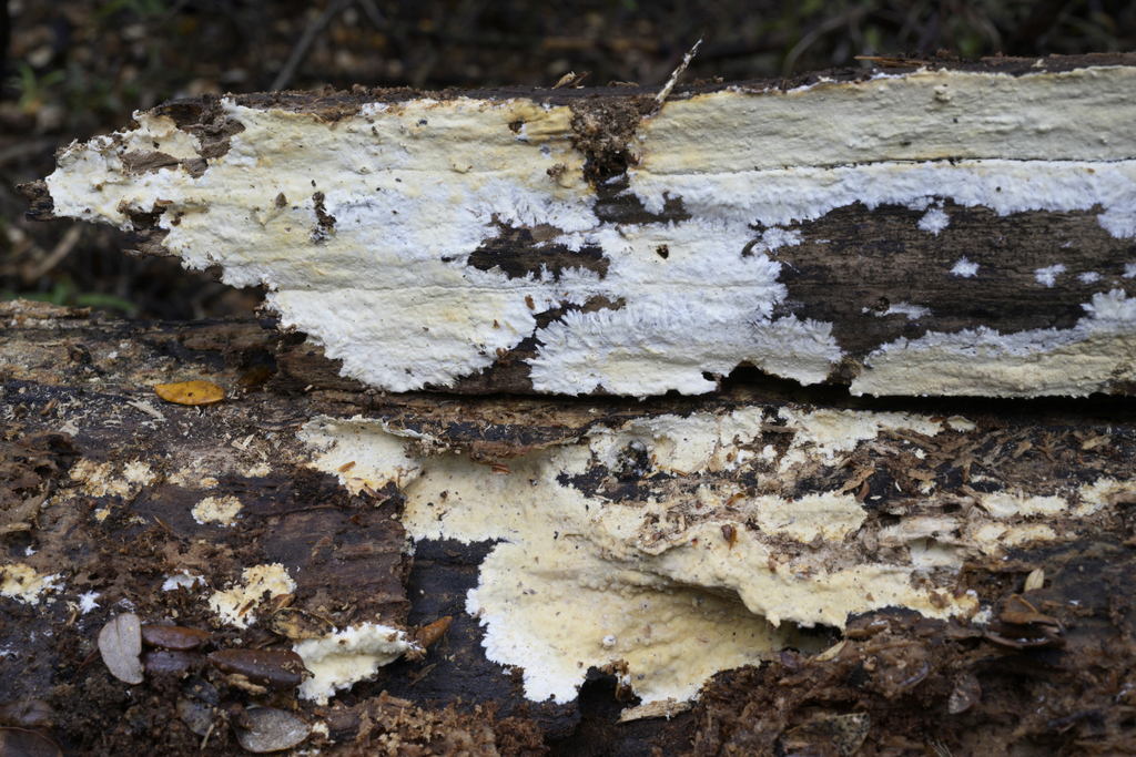 Ceraceomyces cerebrosus