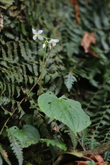 Cincinnobotrys speciosus