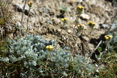 Artemisia glacialis