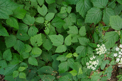 Rubus caesius