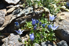 Campanula cenisia