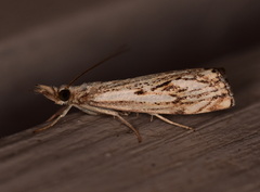 Catoptria falsella