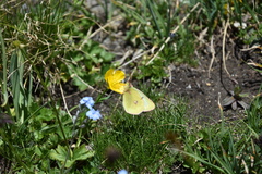 Colias phicomone