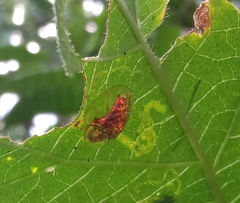 Aspidimorpha sanctaecrucis