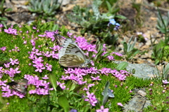 Pontia callidice