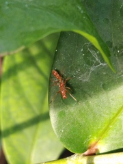 Myrmarachne clavigera