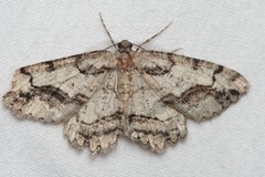 Neoalcis californiaria