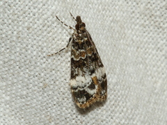 Eudonia protorthra