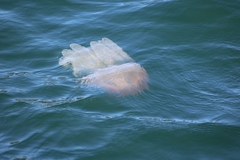 Catostylus mosaicus