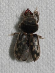 Heteroceridae