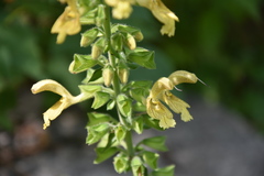 Salvia glutinosa