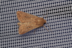 Mythimna albipuncta