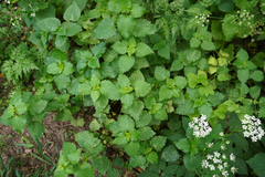 Lamium