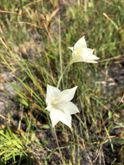 Gladiolus longicollis
