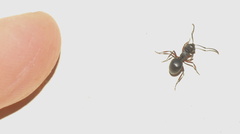 Polyrhachis spinicola