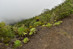 Aeonium urbicum