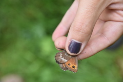 Erebia euryale