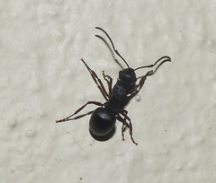 Polyrhachis spinicola