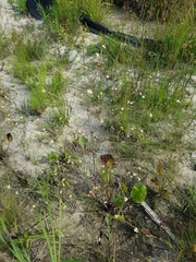 Alisma subcordatum