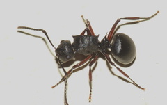 Polyrhachis spinicola
