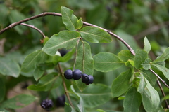 Lonicera nigra