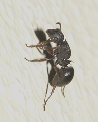 Polyrhachis spinicola