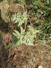 Anthriscus sylvestris