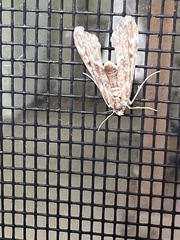Hygraula nitens