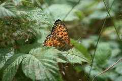 Argynnis niobe