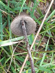 Panaeolus foenisecii
