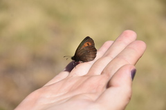 Erebia
