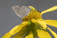 Satyrium sylvinus
