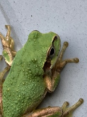 Hyla japonica