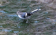 Enicurus schistaceus