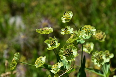 Bupleurum stellatum
