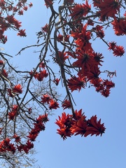 Erythrina lysistemon